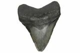 Fossil Megalodon Tooth - South Carolina #186651-1